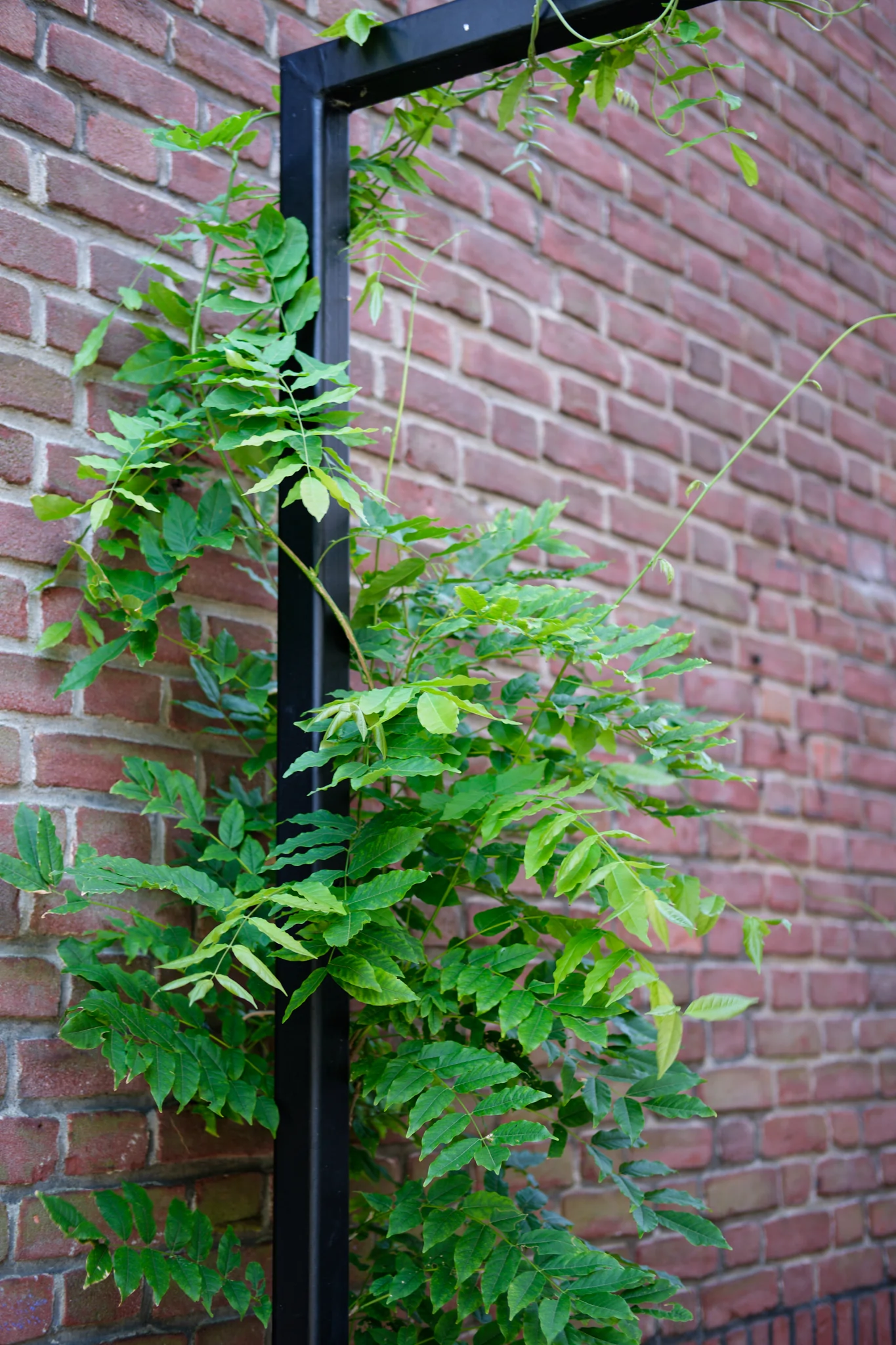Klimplanten tegen bakstenen muur met zwarte metalen ondersteuning
