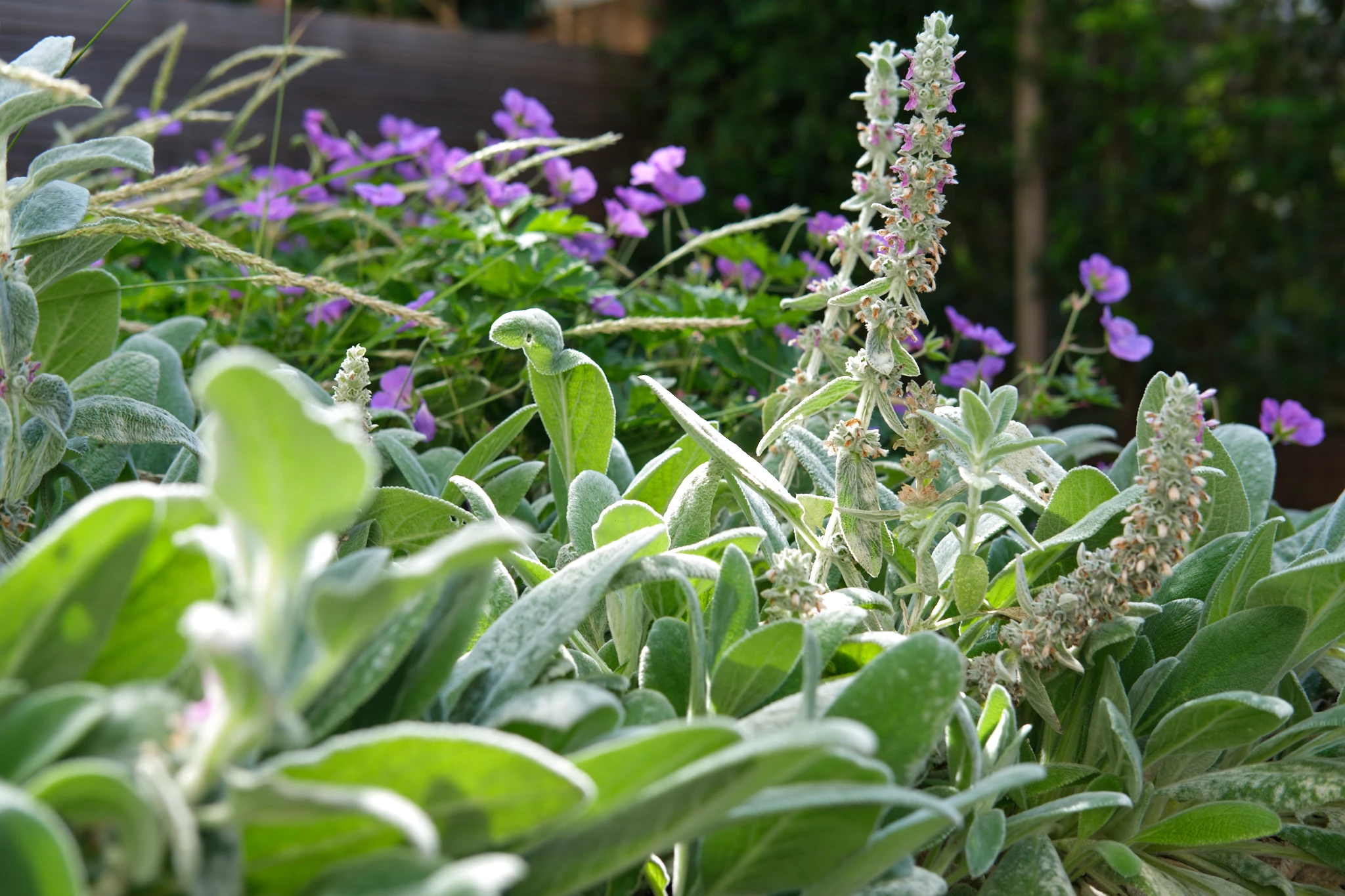 Detail van kruidentuin met witte bloeiende aren en paarse bloemen