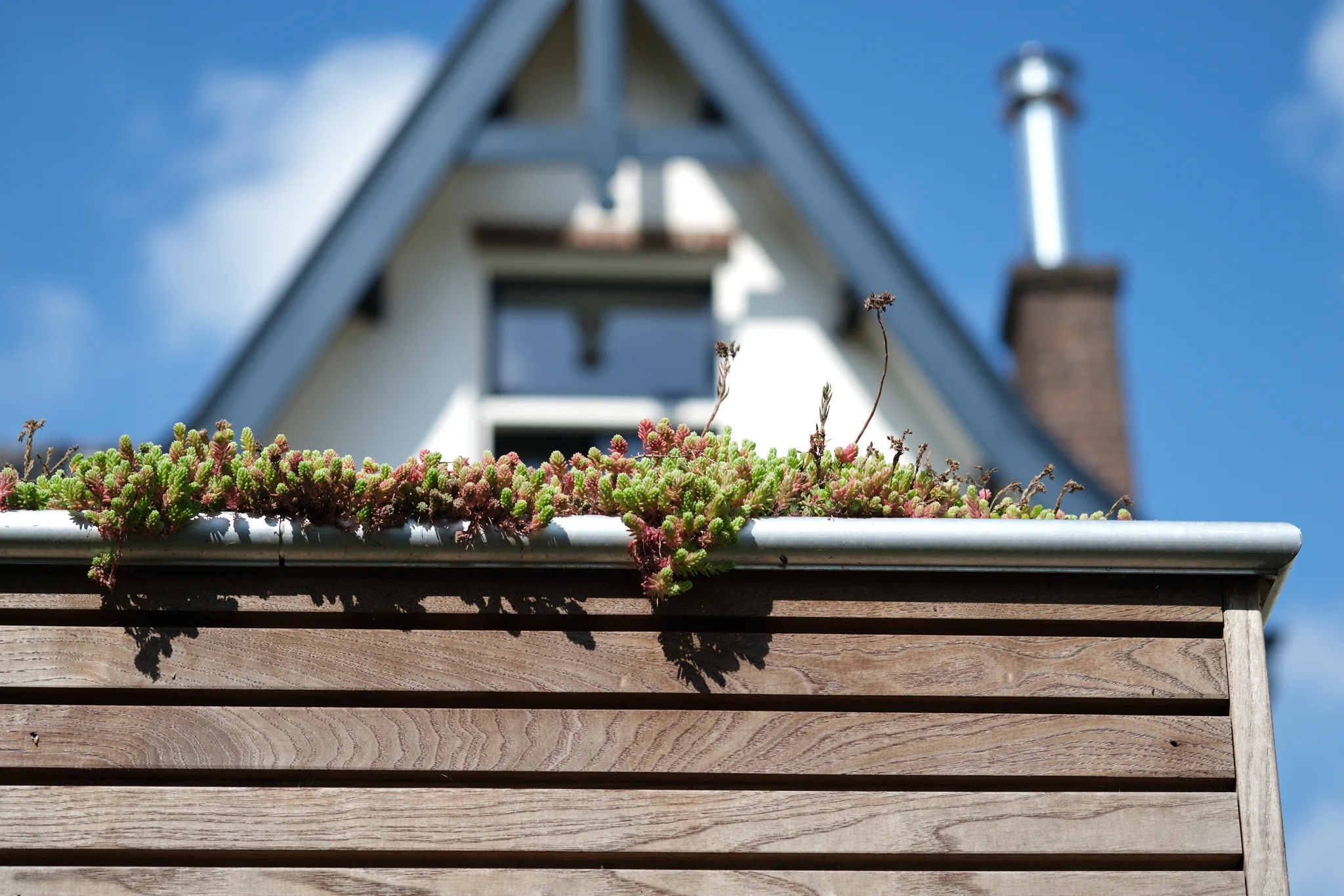 Close-up van sedumdak met groene dakbeplanting