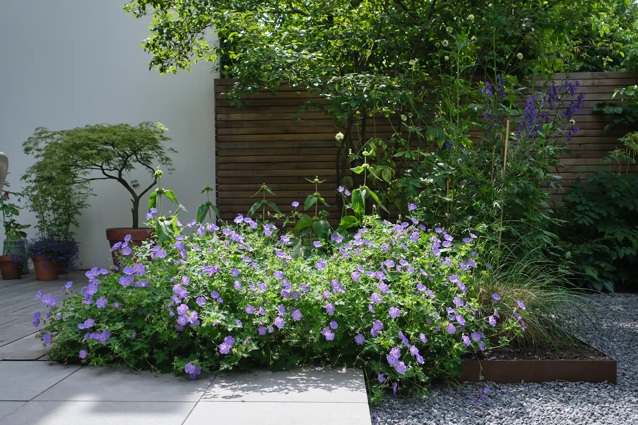 Paarse geraniums met siergrassen en Japanse esdoorn