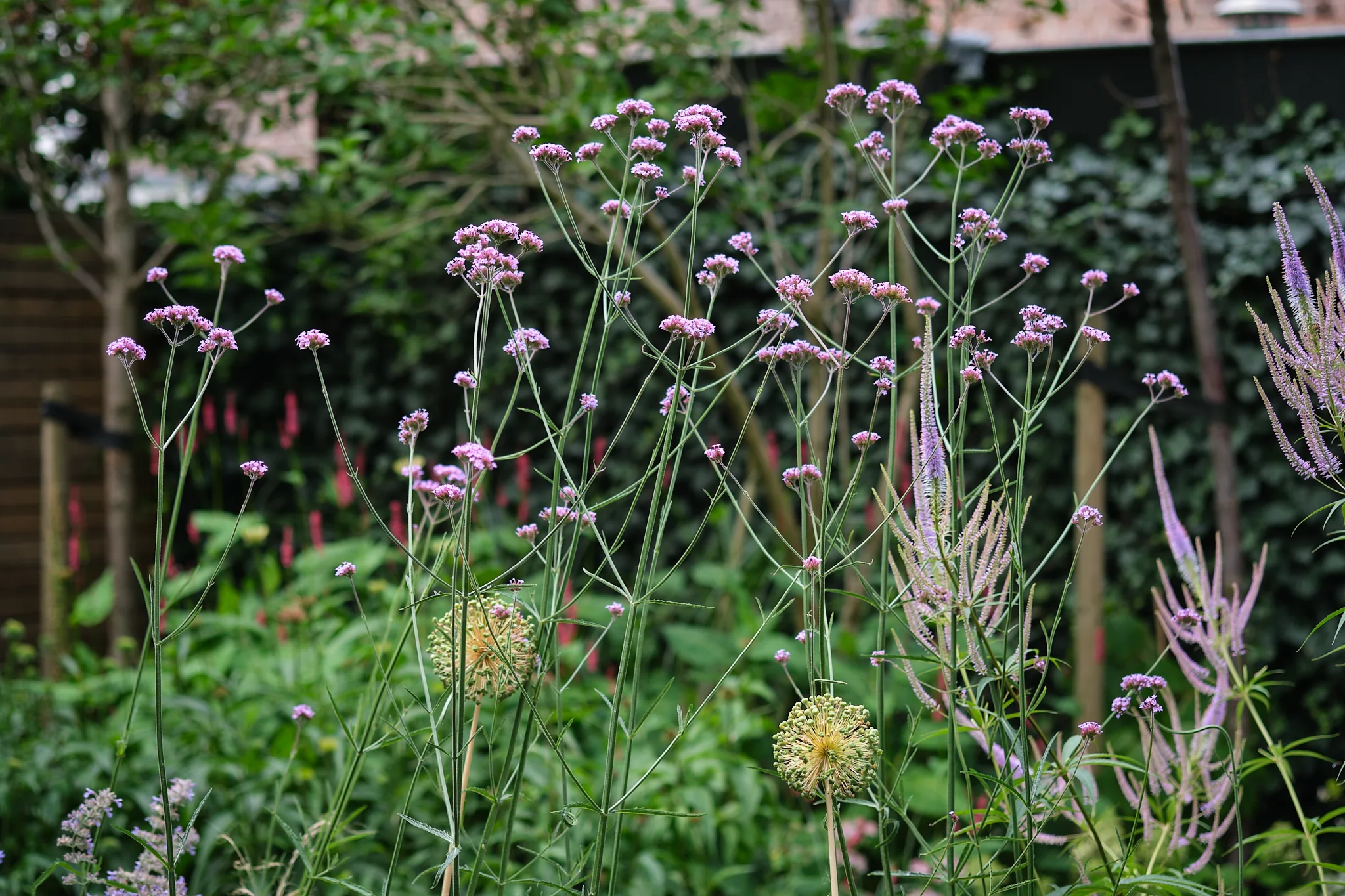 Delicate roze bloemen van Verbena bonariensis met siergrassen