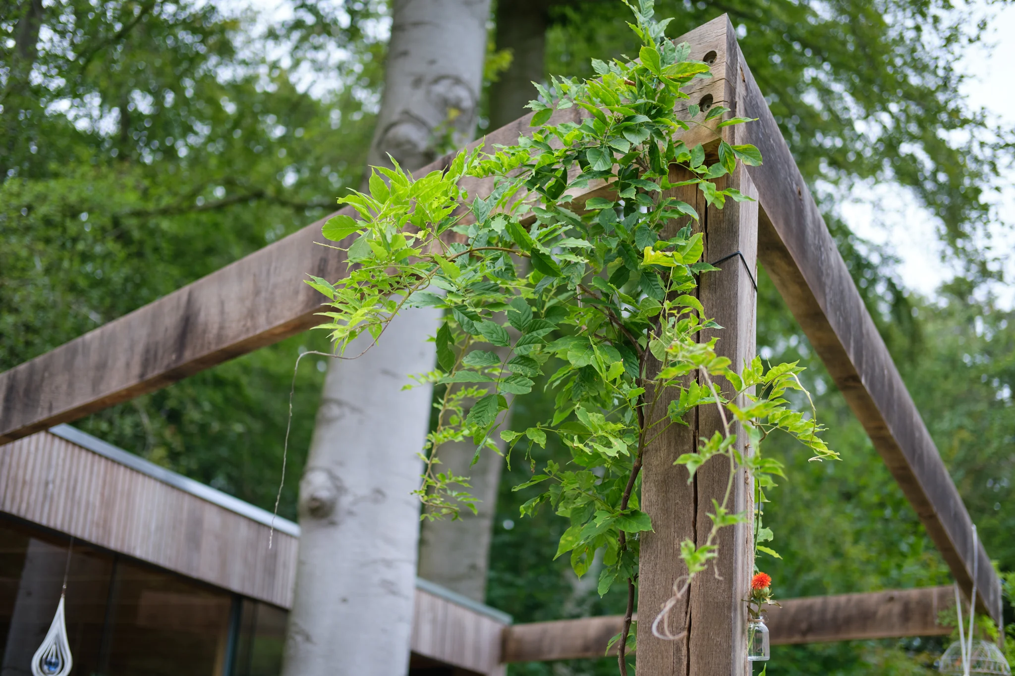 Klimplanten die de houten constructie omhullen
