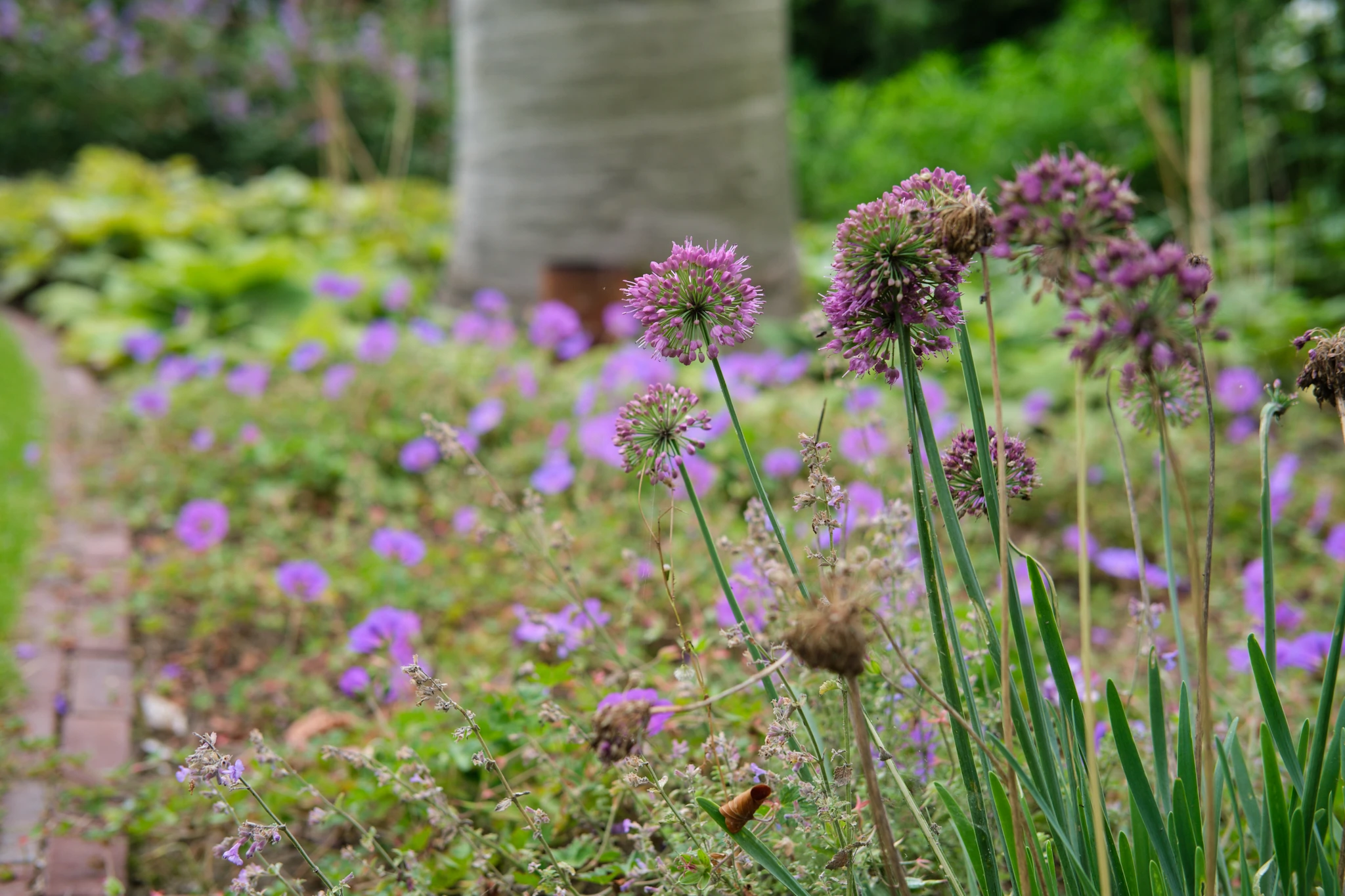 Paarse allium bloemen in de tuinbeplanting
