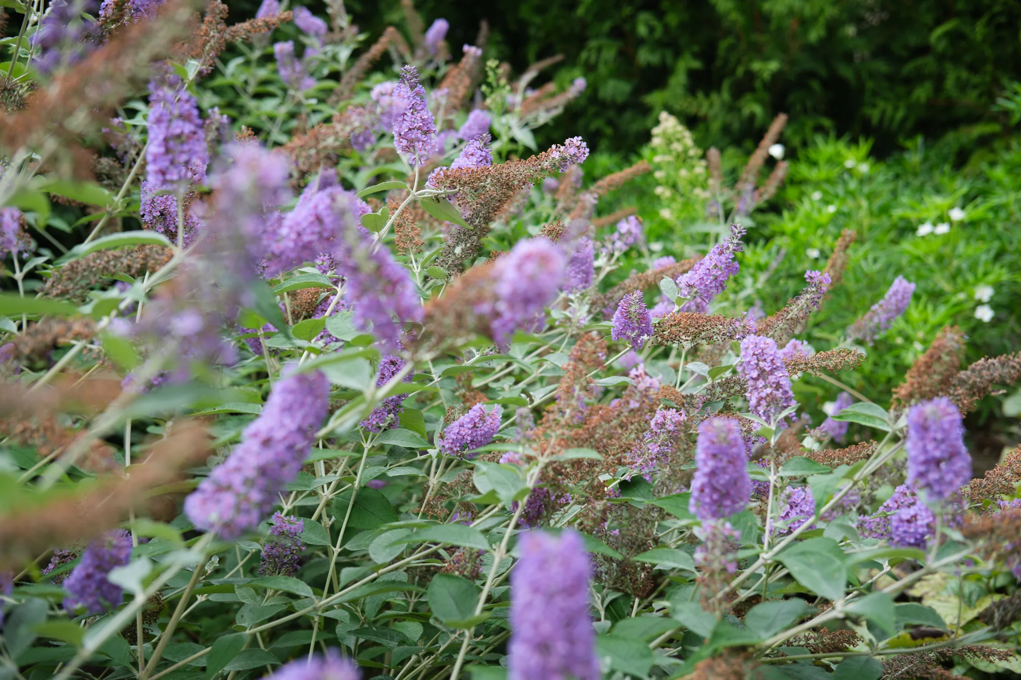 Paarse vlinderstruik bloemen in volle bloei