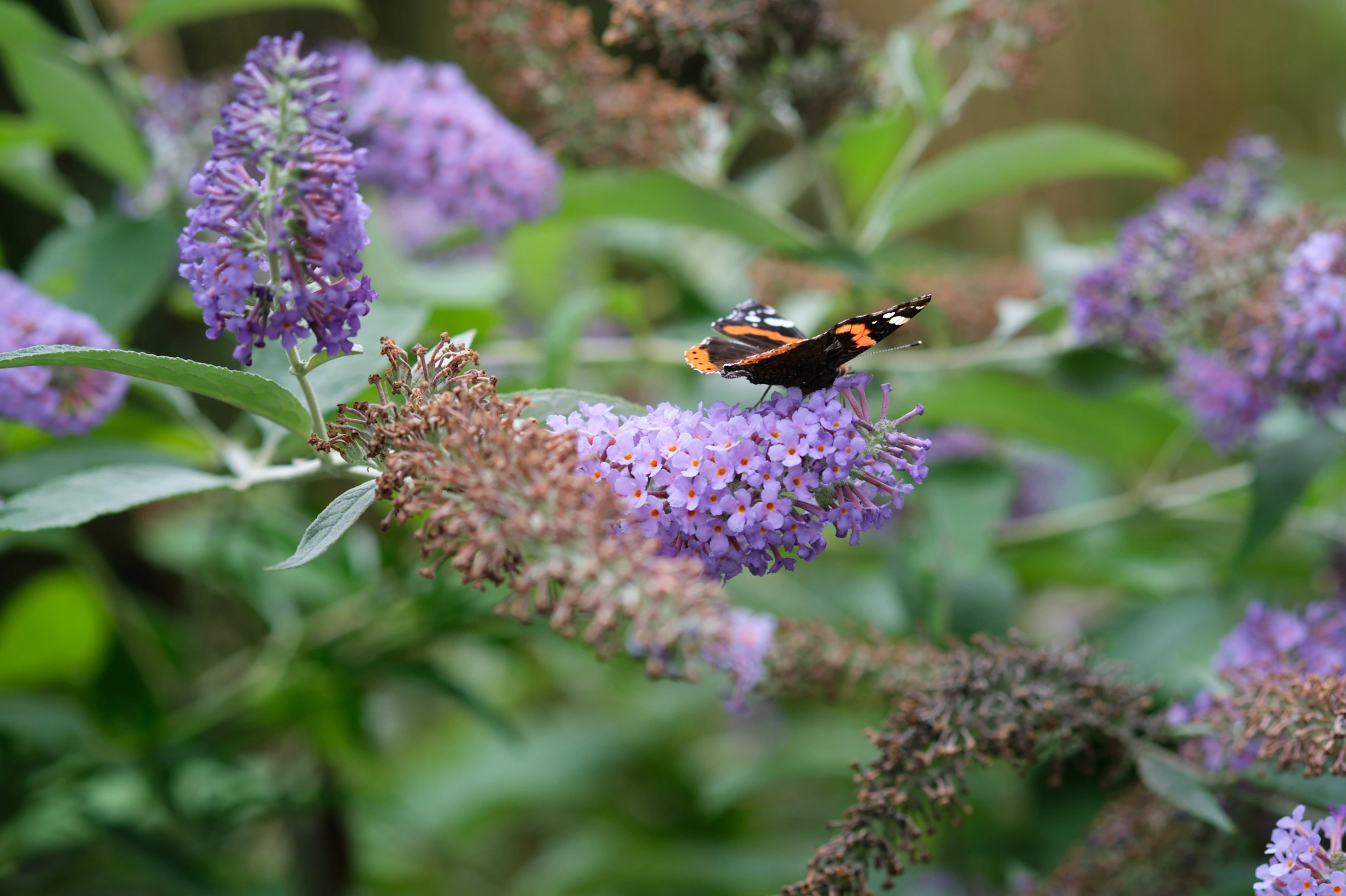 Atalanta vlinder op paarse vlinderstruik bloemen