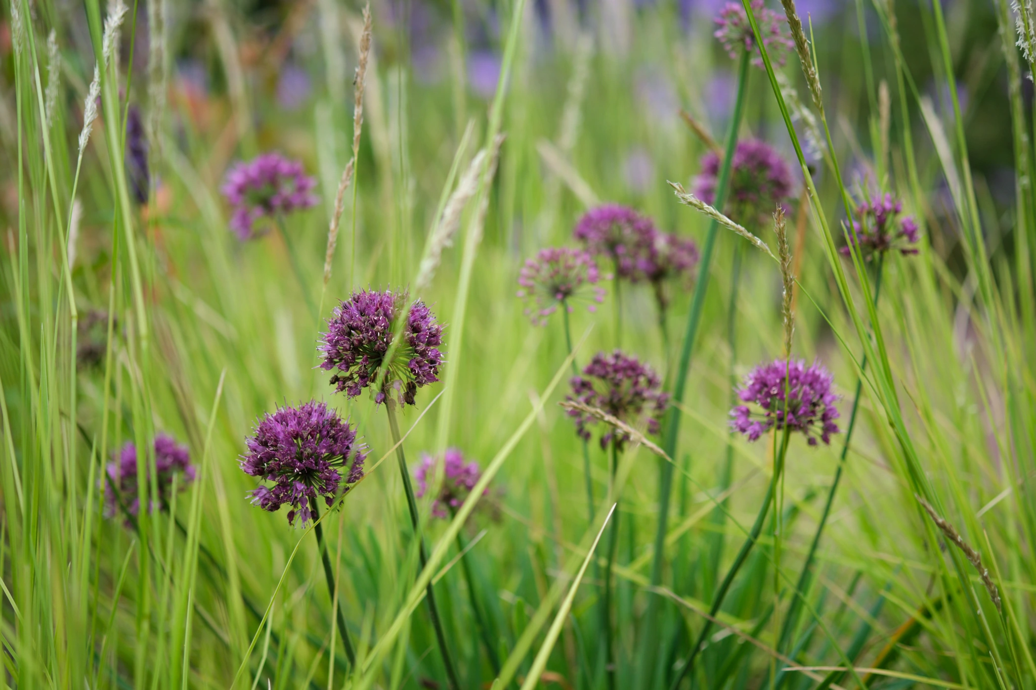 Allium bloemen tussen siergrassen - natuurlijke beplanting