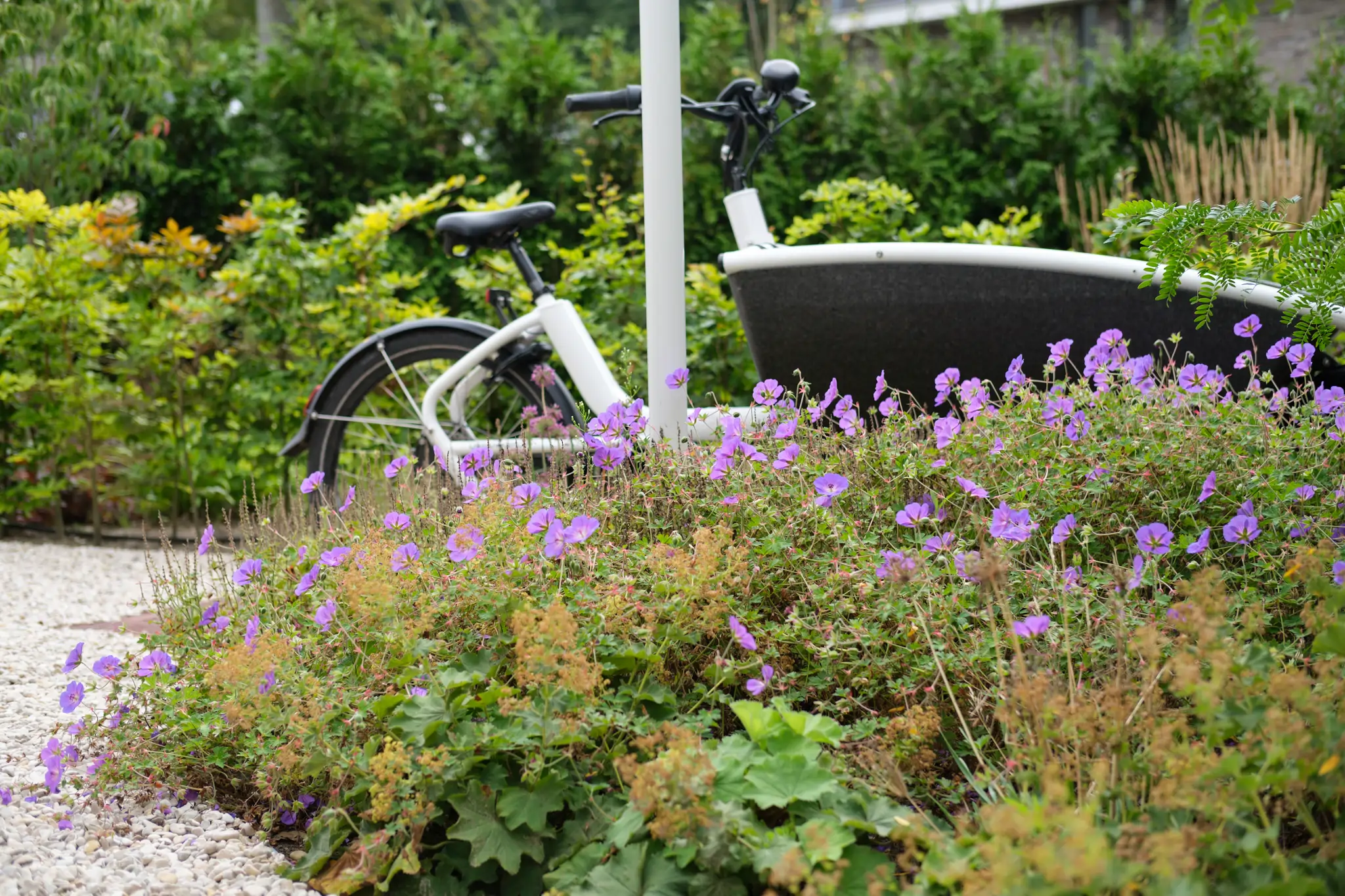 Paarse wilde bloemen met fiets en planters op de achtergrond