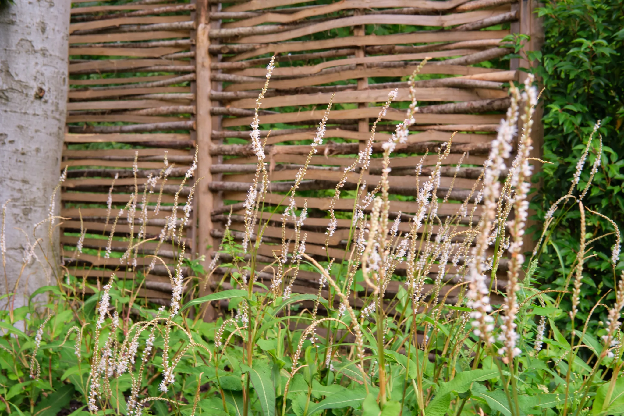 Siergras met witte bloempluimen tegen houten schutting