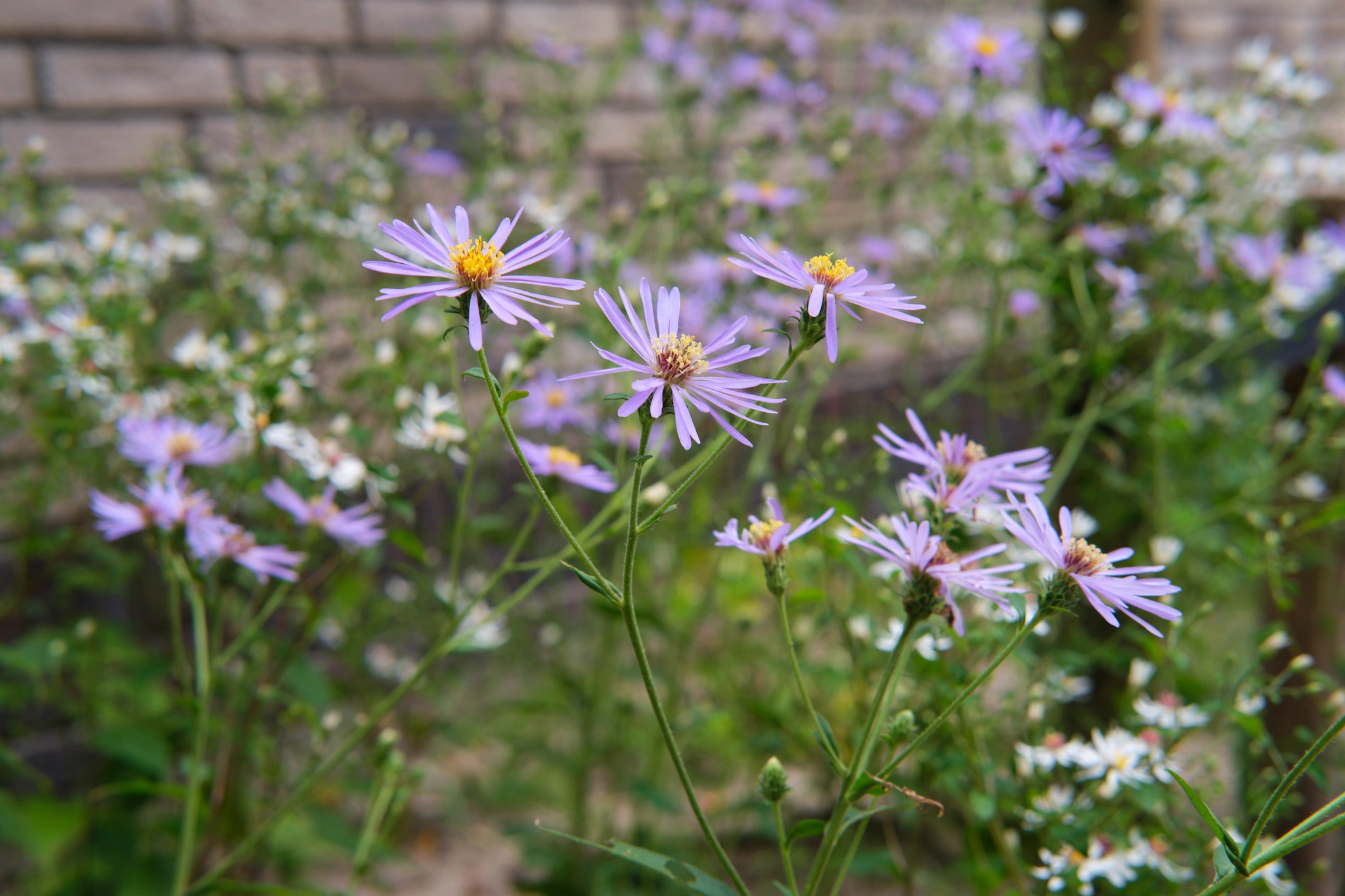 Paarse wilde bloemen in de natuurlijke beplanting