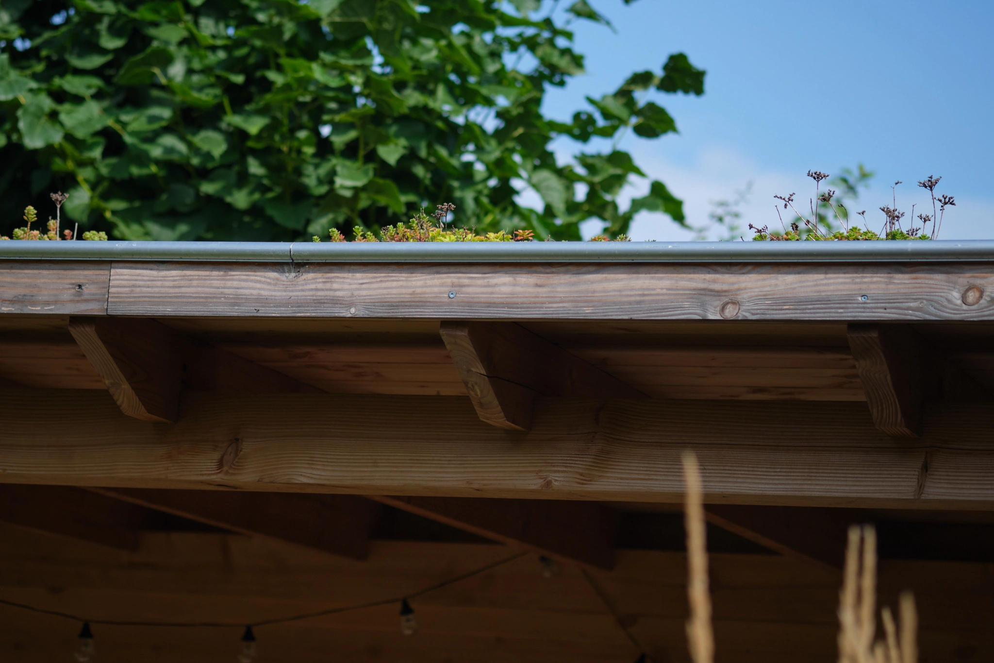 Houten pergola met groen sedumdak detail