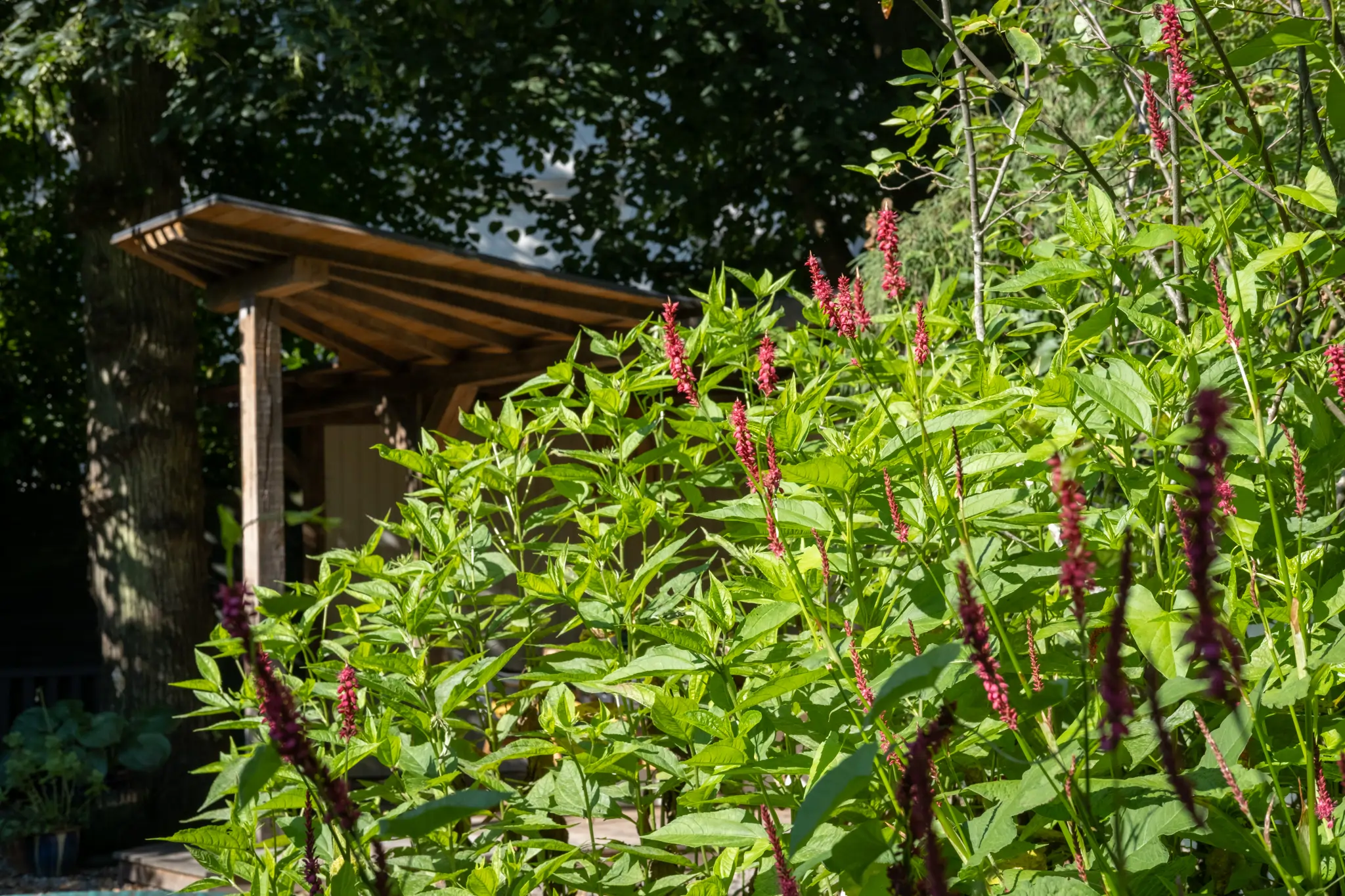 Kleurrijke bloeiende planten met tuinshelter op de achtergrond