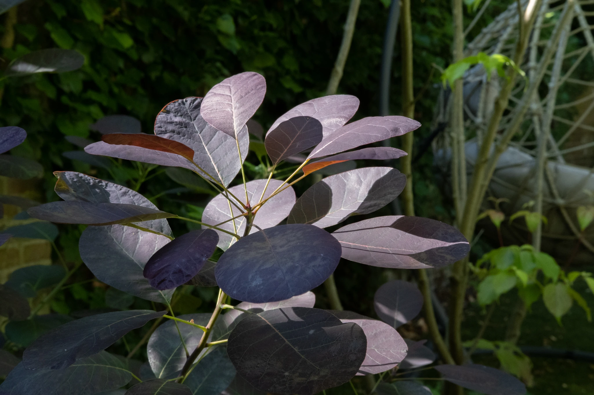 Dramatisch paars blad met kleurverloop in de tuinbeplanting