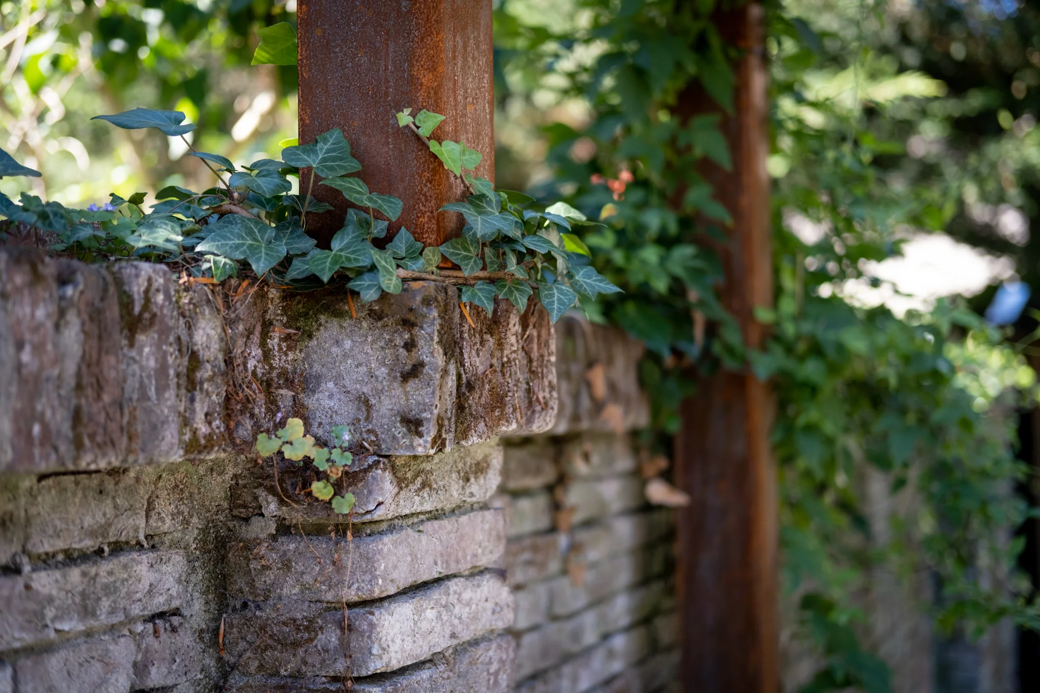 Klimop groeiend uit verweerde stenen plantenbak