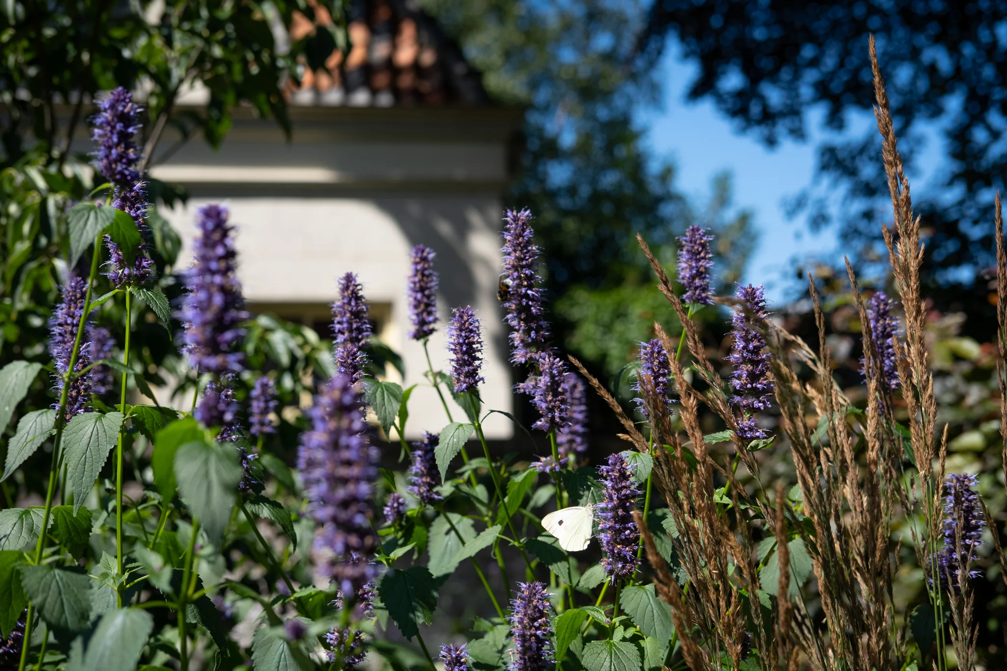 Paarse bloeiende planten met siergrassen en vlinder