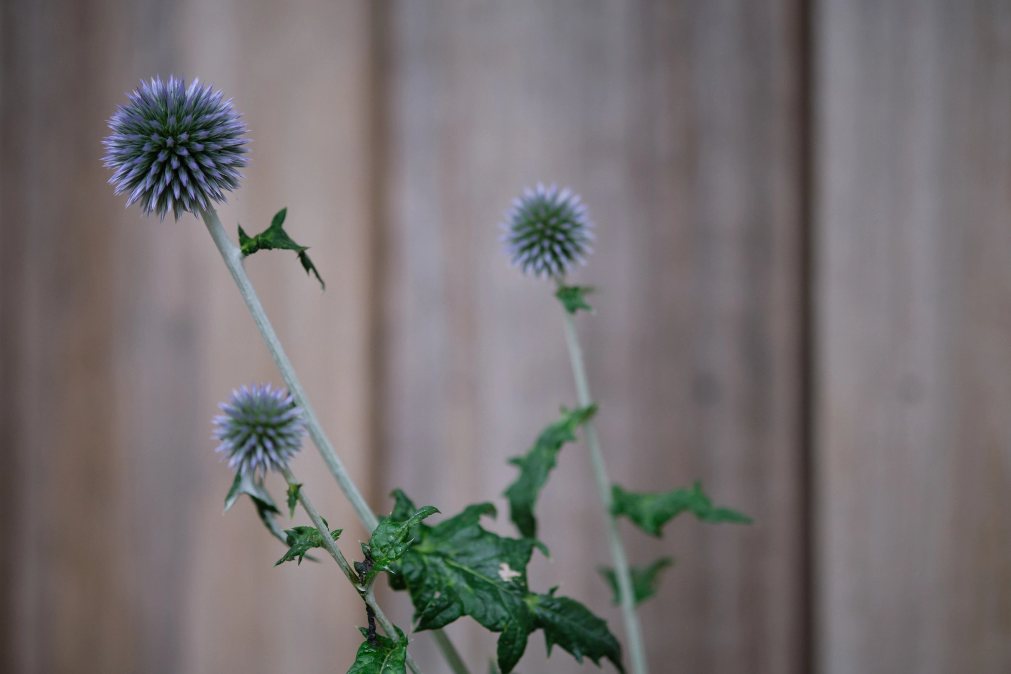 Blauwe kogeldistel bloemen voor seizoensinteresse