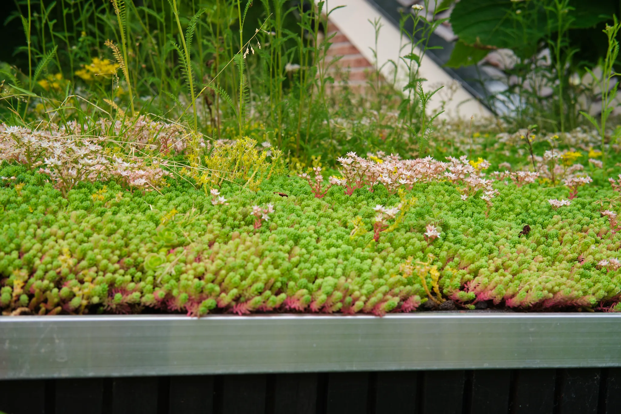 Detail van groendak met sedums en vetplanten in verschillende kleuren